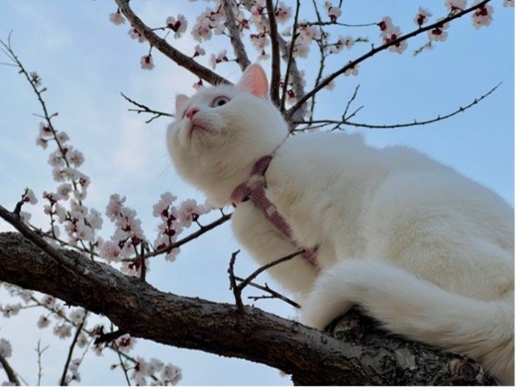 璐璐爬树 - 代表我们守护每一份爱的使命